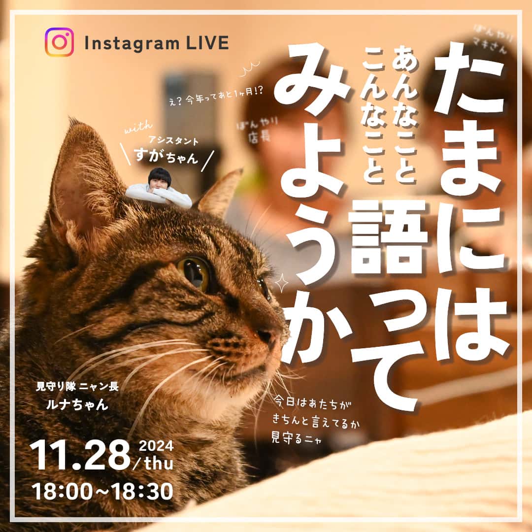 20241128 ライブ配信