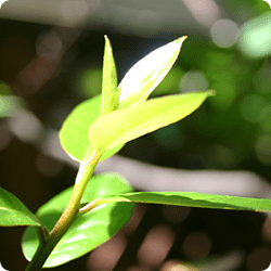 環境を守るエコショップ
