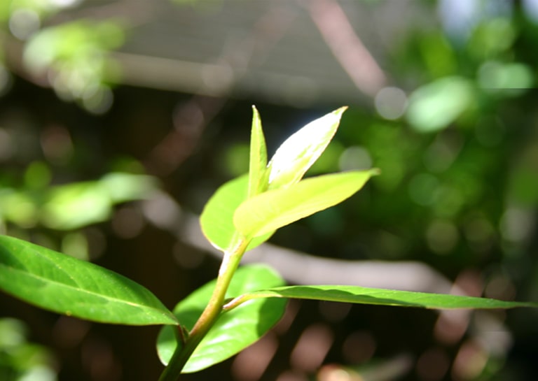 私たちは環境を守るエコショップです