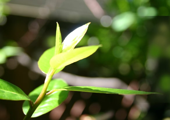 私たちは環境を守るエコショップです