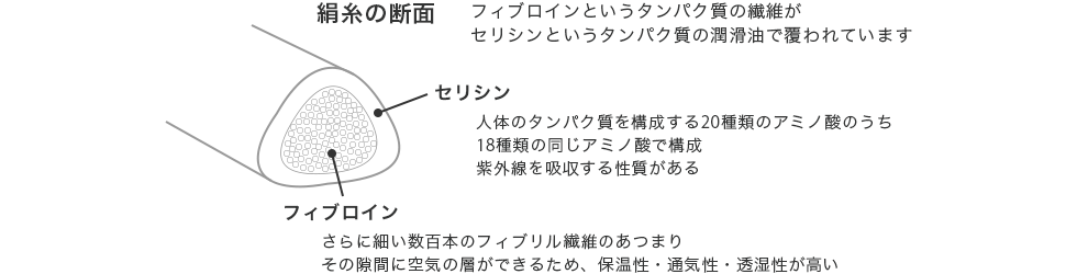 シルクの断面