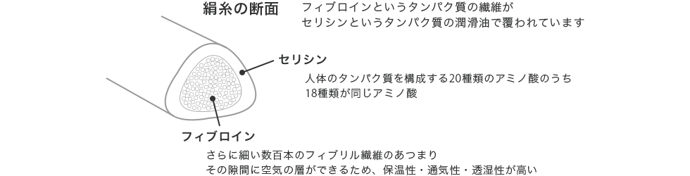 シルクの断面
