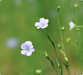 悠久の時を経て、変わらぬ魅力