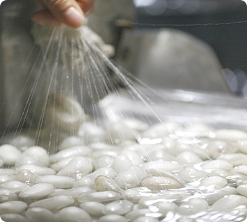 お蚕（かいこ）さまがつむぐ糸