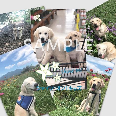 ファシリティドッグ（候補犬）